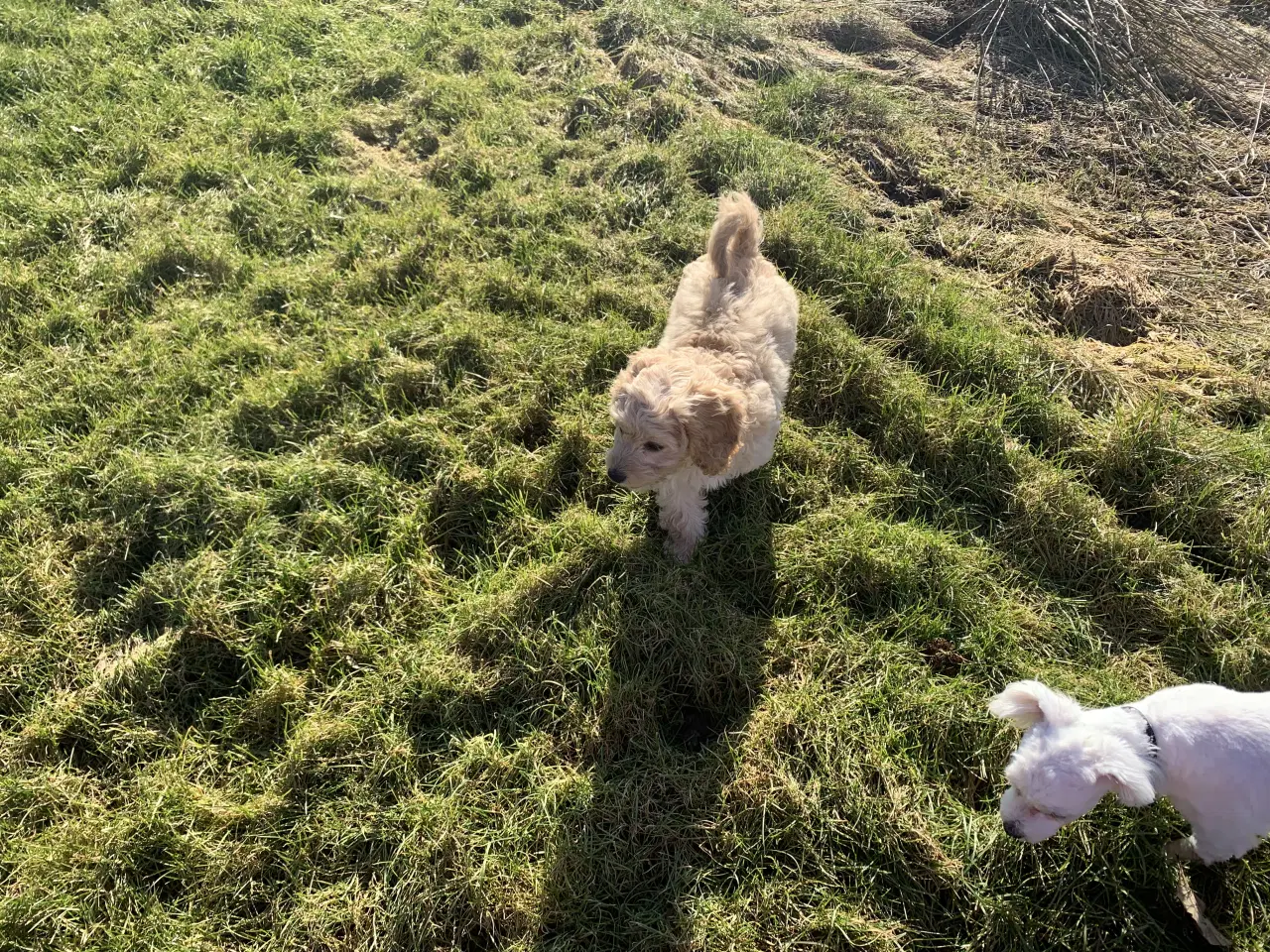 Billede 10 - Amerikansk Cockerpoo F1b pige 