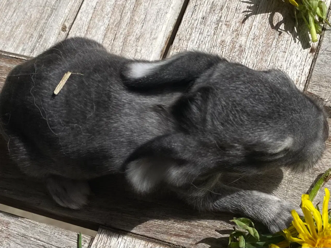 Billede 3 - FRANSK VÆDDER HUN CHINCHILLA