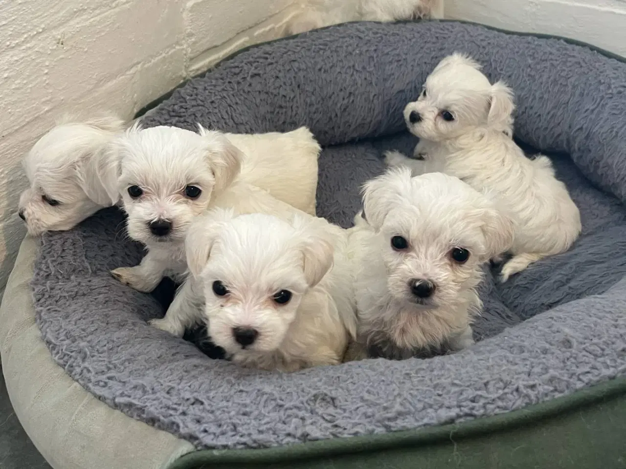 Billede 9 - malteser/Bichon Bolognese hvalpe