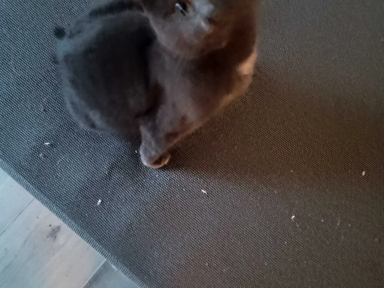 Billede 10 - 16 uger gammel killinger