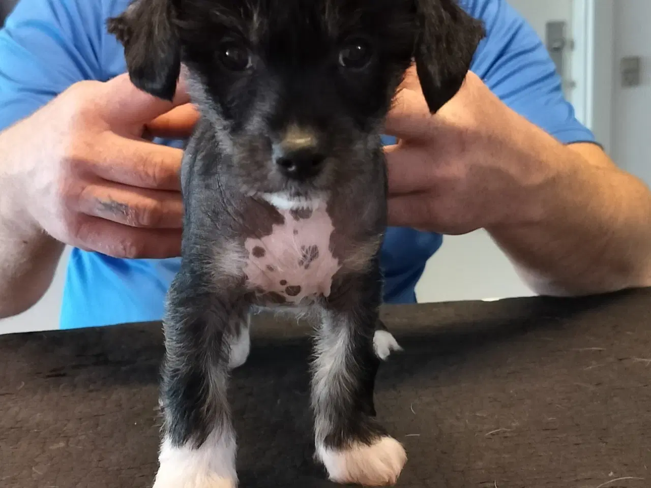 Billede 8 - Chinese crested/powder puff drenge med DKK stambog