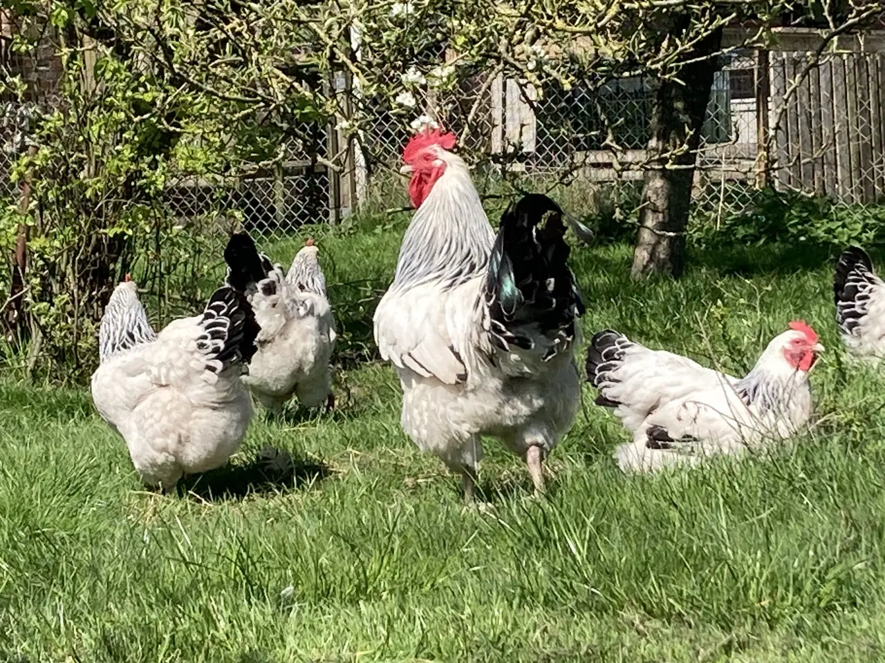Billede 4 - Kyllinger og rugeæg fra gul orpington og lys susse