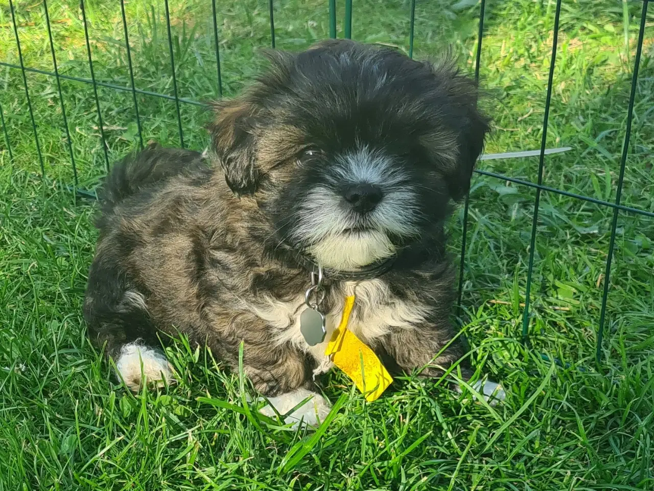 Billede 5 - Lhasa Apso hvalp med stambog
