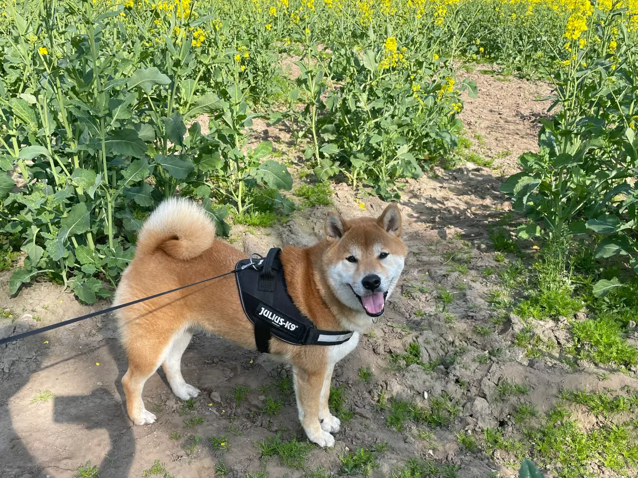Billede 2 - Shiba Inu, han 2 år