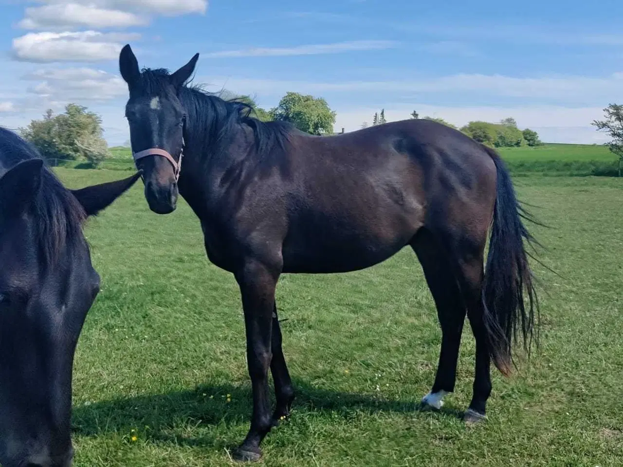 Billede 3 - Oldenborg/fuldblod vallak