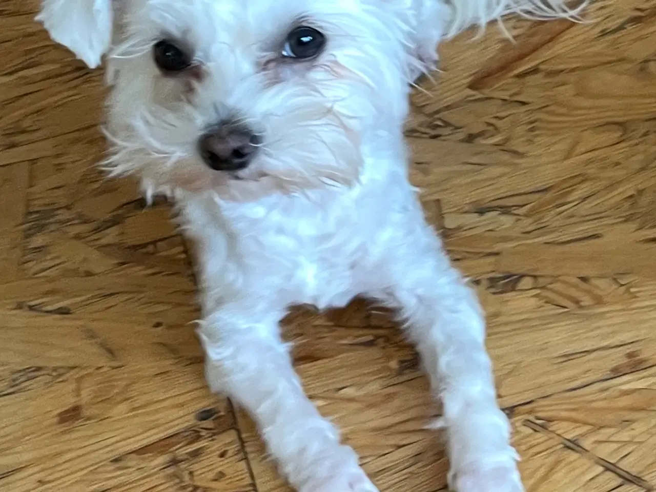 Billede 1 - Blanding af maltesere og yorkshire terrier