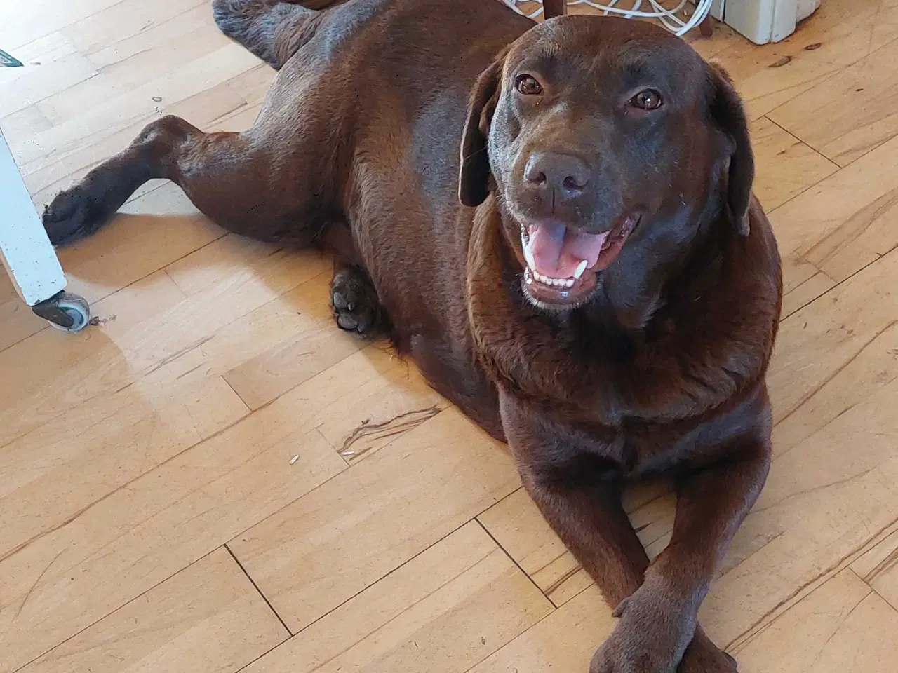 Billede 2 - Olivia brun Labrador 4 år