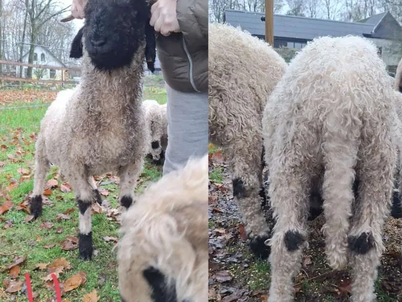Billede 7 - Valais Blacknose gimmer- og vædderlam 