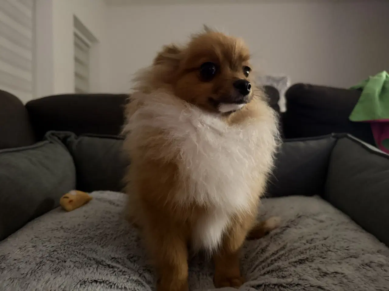 Billede 1 - Coloured pomeranian 