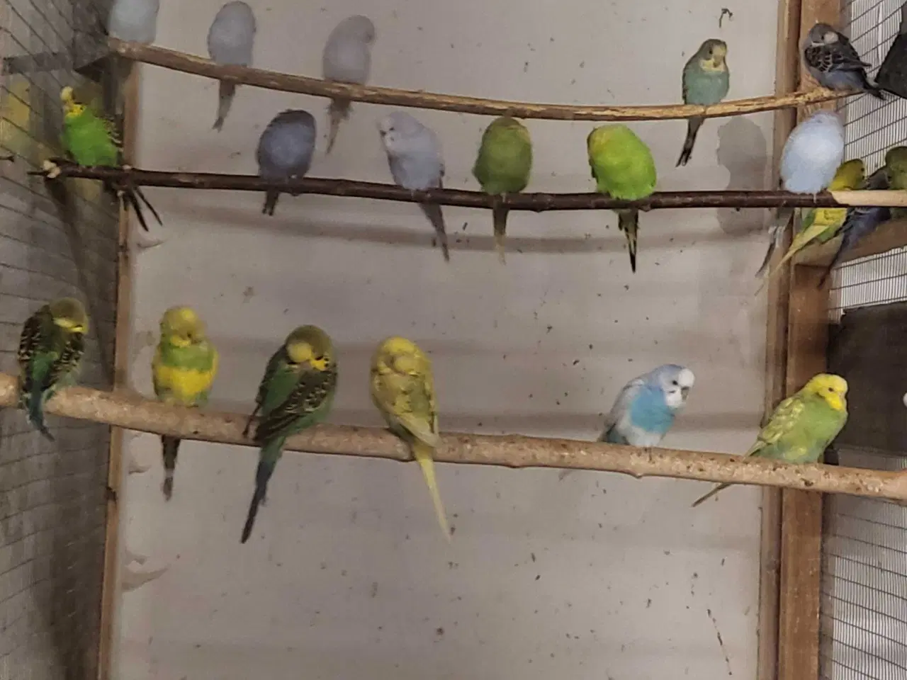 Billede 1 - Australsk undulater 