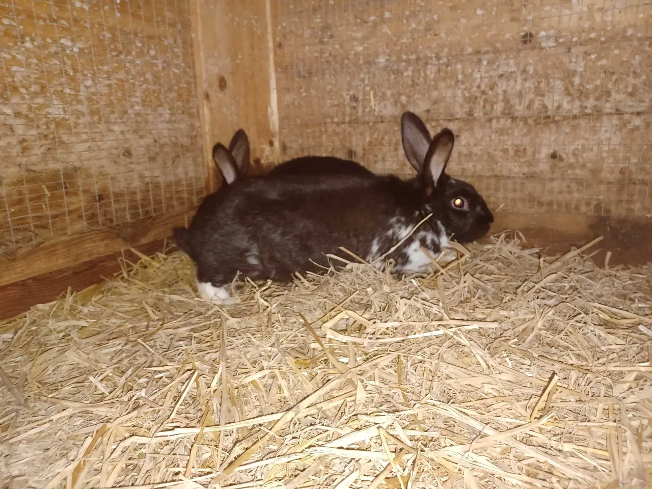 Billede 2 - New Zealand Red blandings hunner