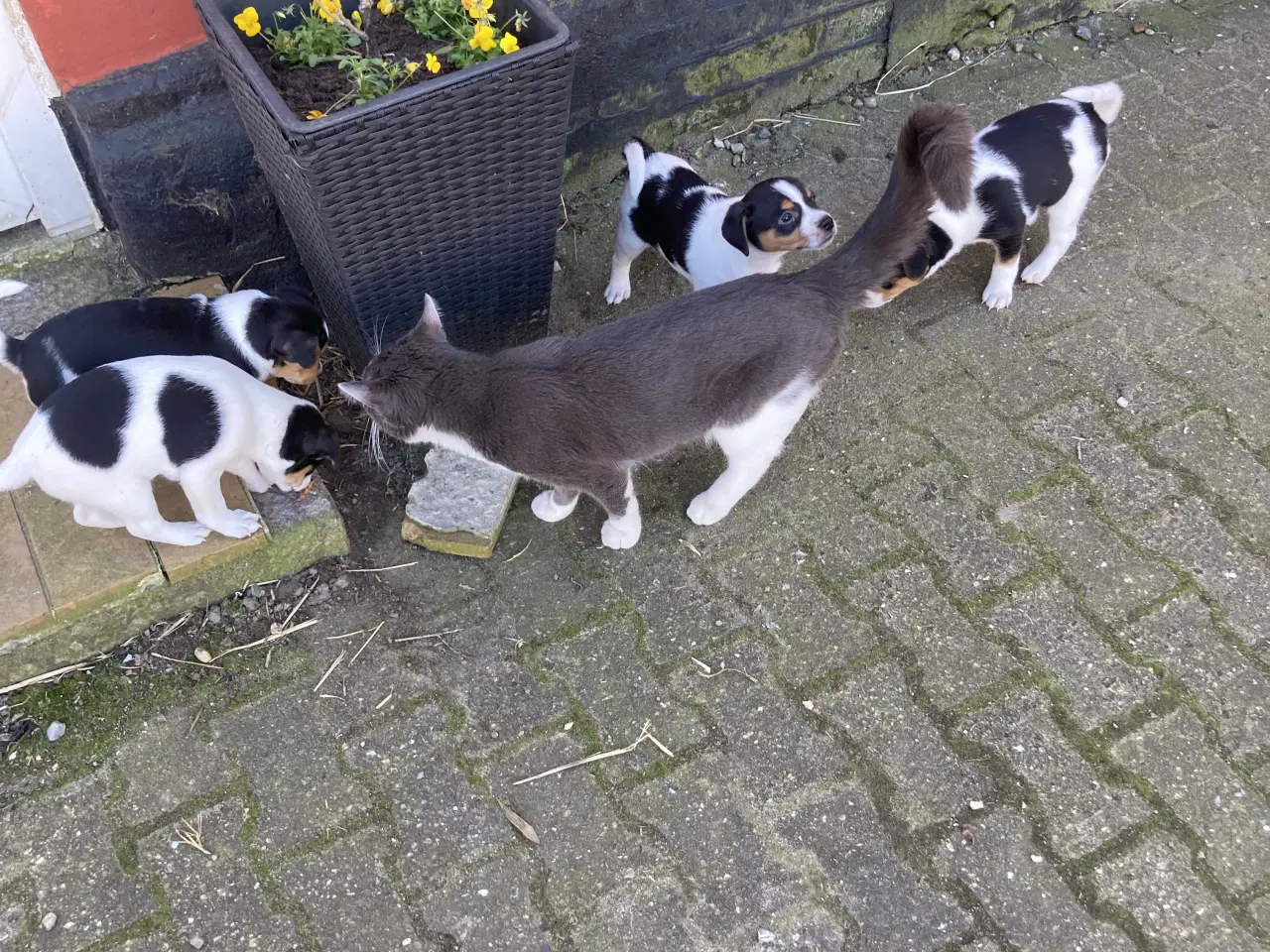 Billede 8 - 2 stk dejlige hanhunde 