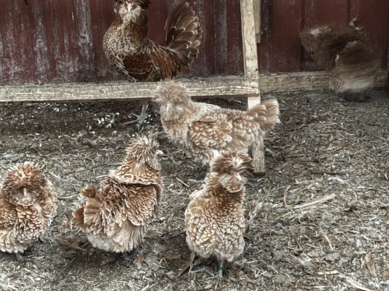 Billede 1 - Paduaner 