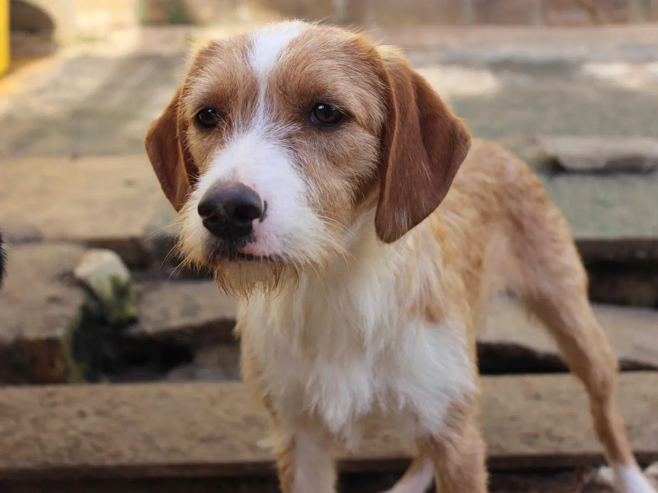 Billede 1 - Skønne Cairo søger sit 4ever hjem