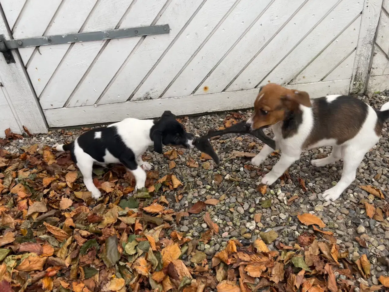 Billede 9 - Jeg vil også gerne have min egen familie 🐶