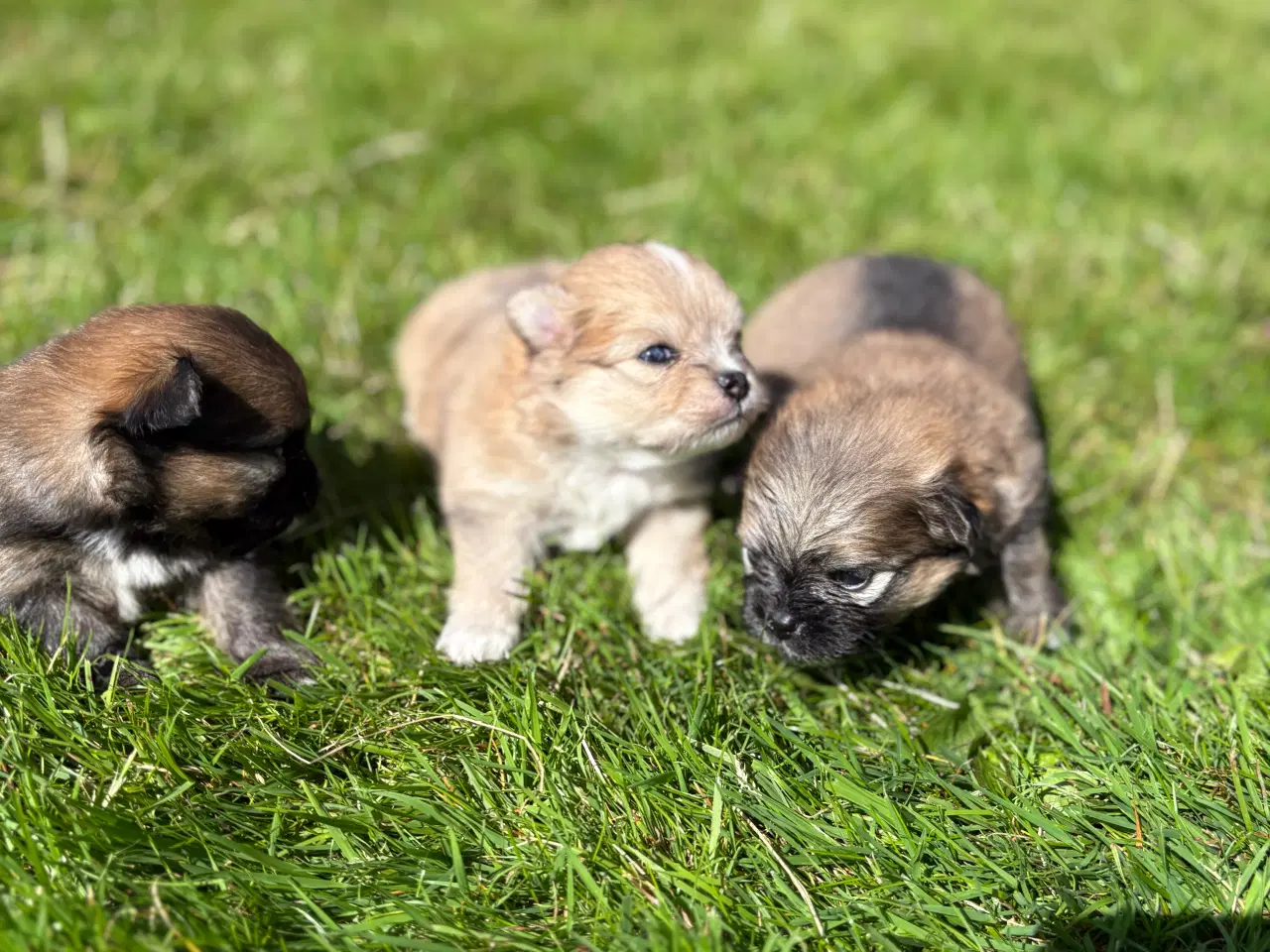 Billede 7 - Pomeranian hvalpe blue Merle 