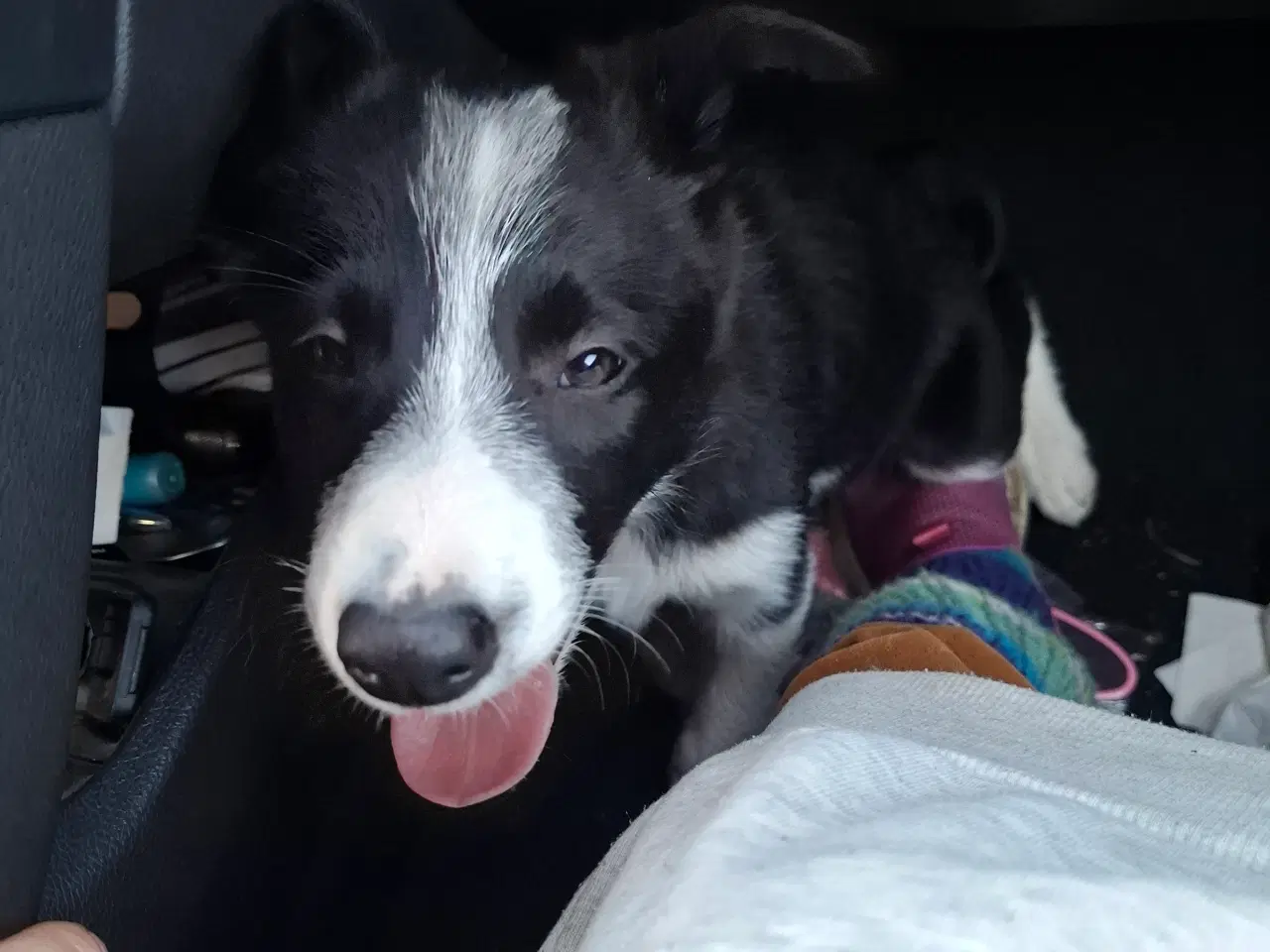 Billede 3 - Skøn Border Collie tæve