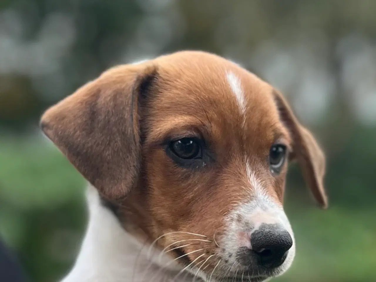 Billede 2 - Dansksvensk Gårdhund hvalpe