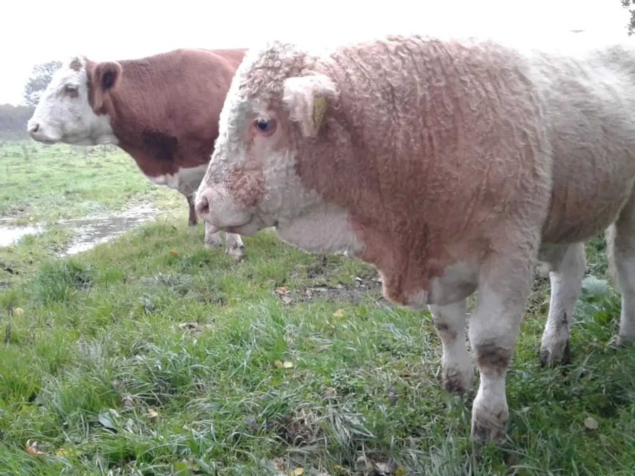 Billede 3 -  Simmentaler tyre