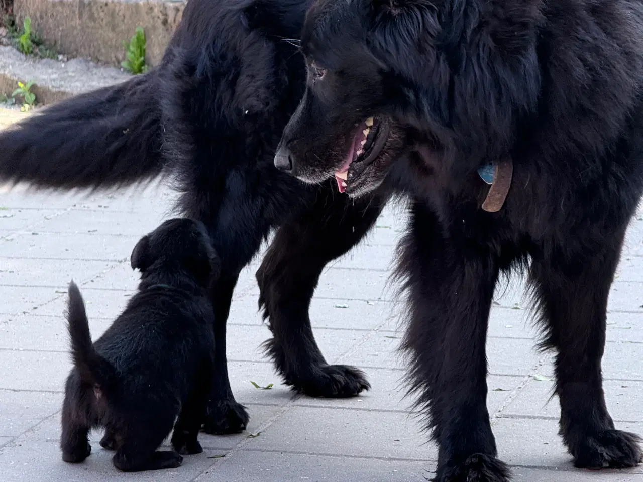 Billede 3 - Unikke schæfer og hollandsk hyrdehunde hvalpe