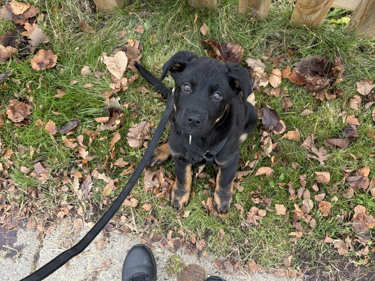 Billede 5 - Rottweiler / schæfer blanding