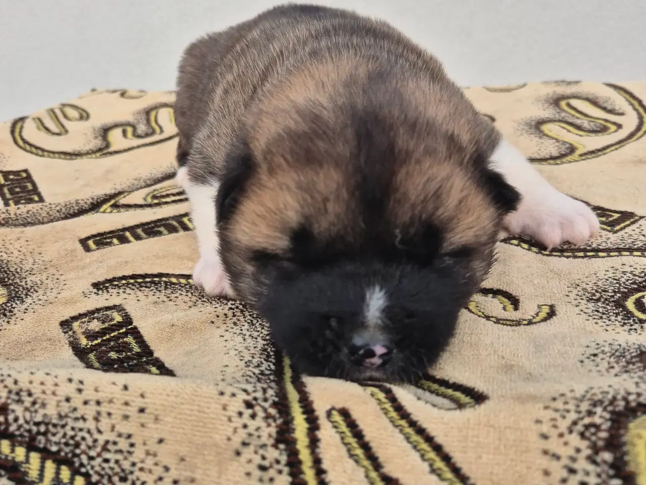 Billede 4 - Hundehvalpe American Akita 