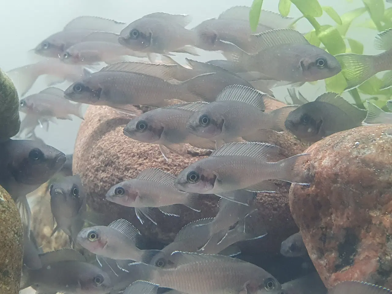Billede 19 - Prinsessecichlider (Neolamprologus brichardi)