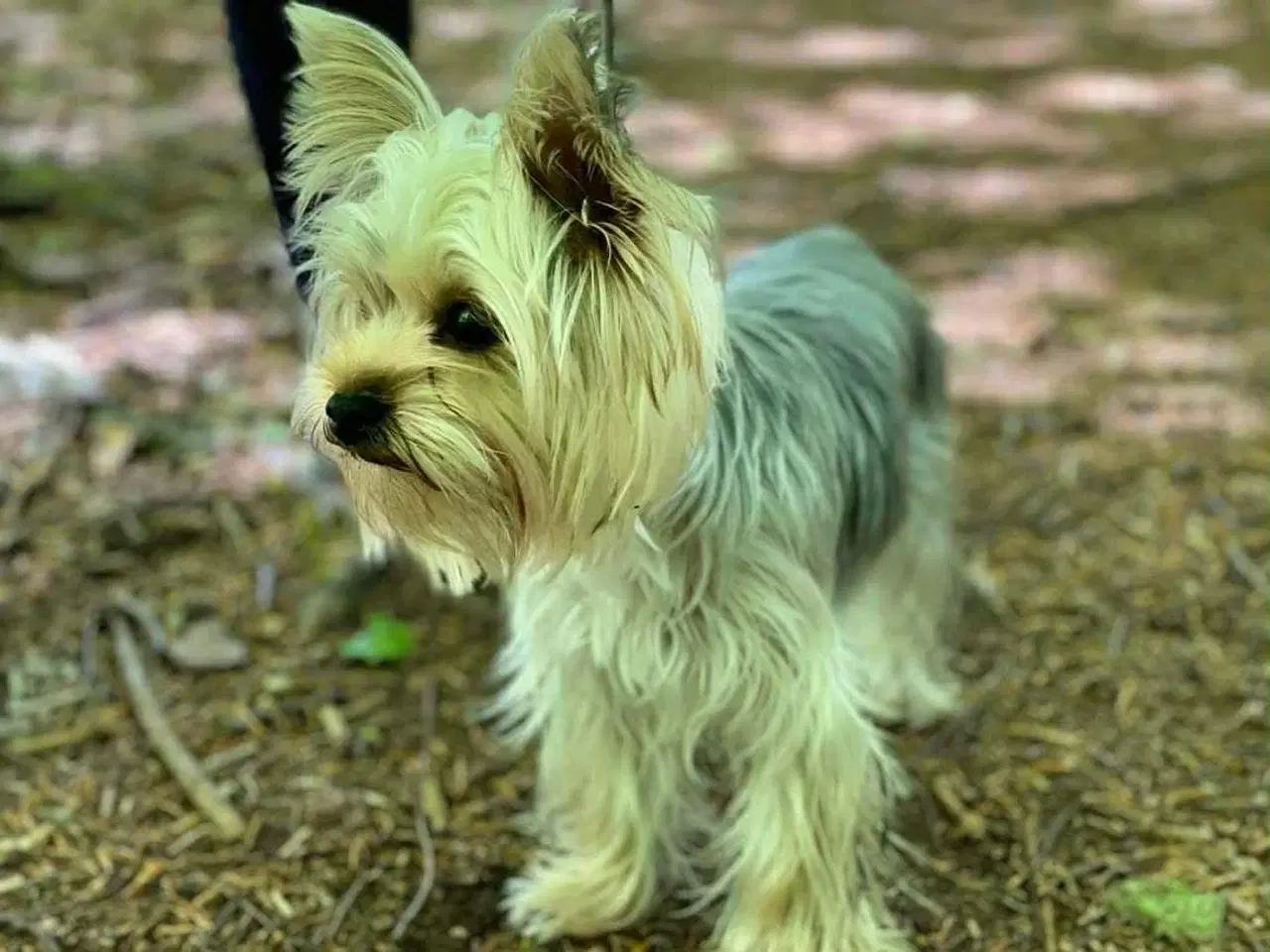 Billede 9 - Mini Yorkshire terrier girl