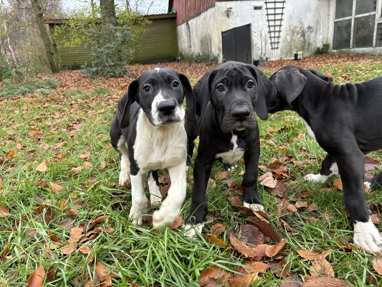 Billede 13 - Grand Danois hvalpe