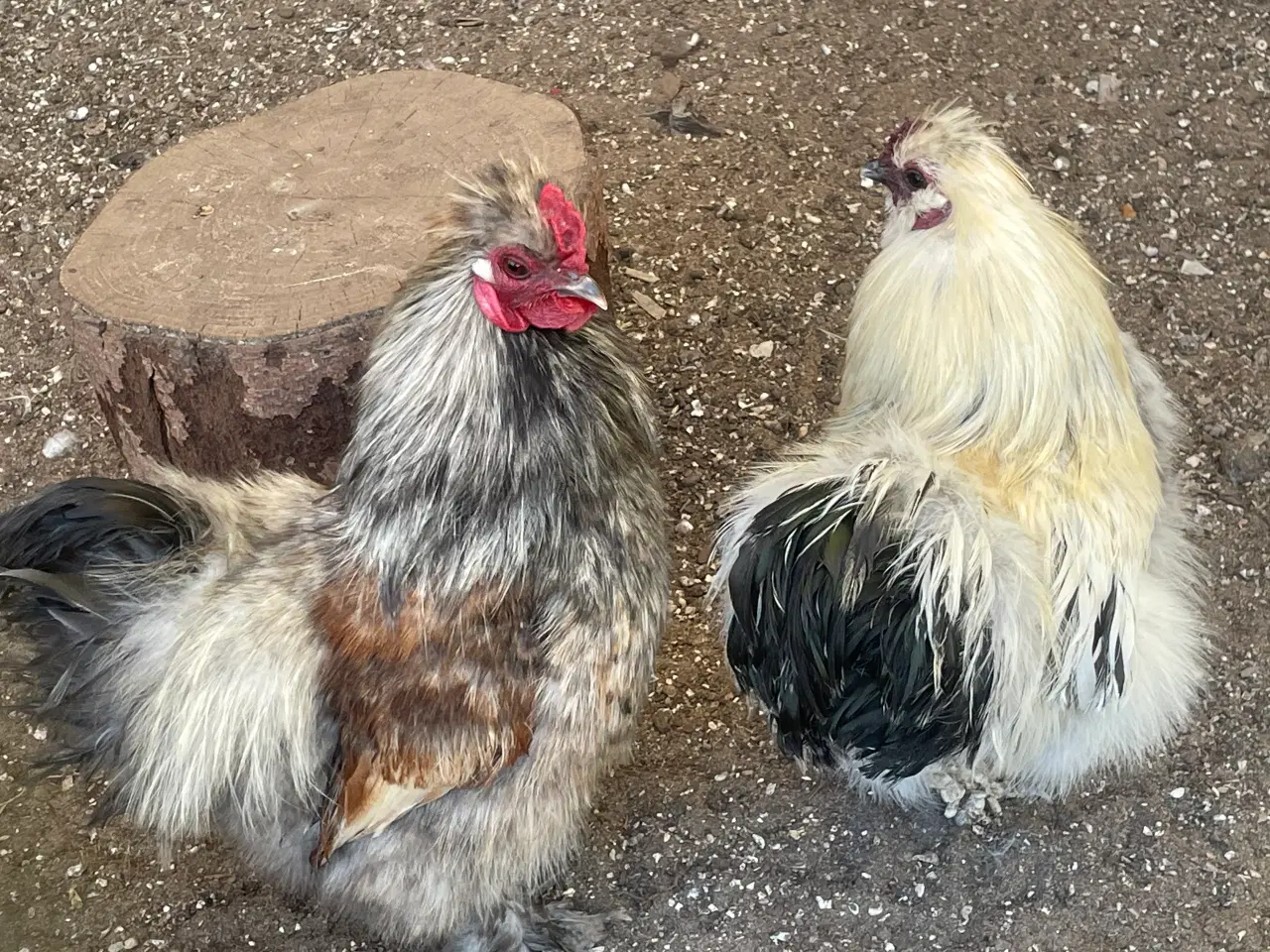 Billede 2 - Silkehaner