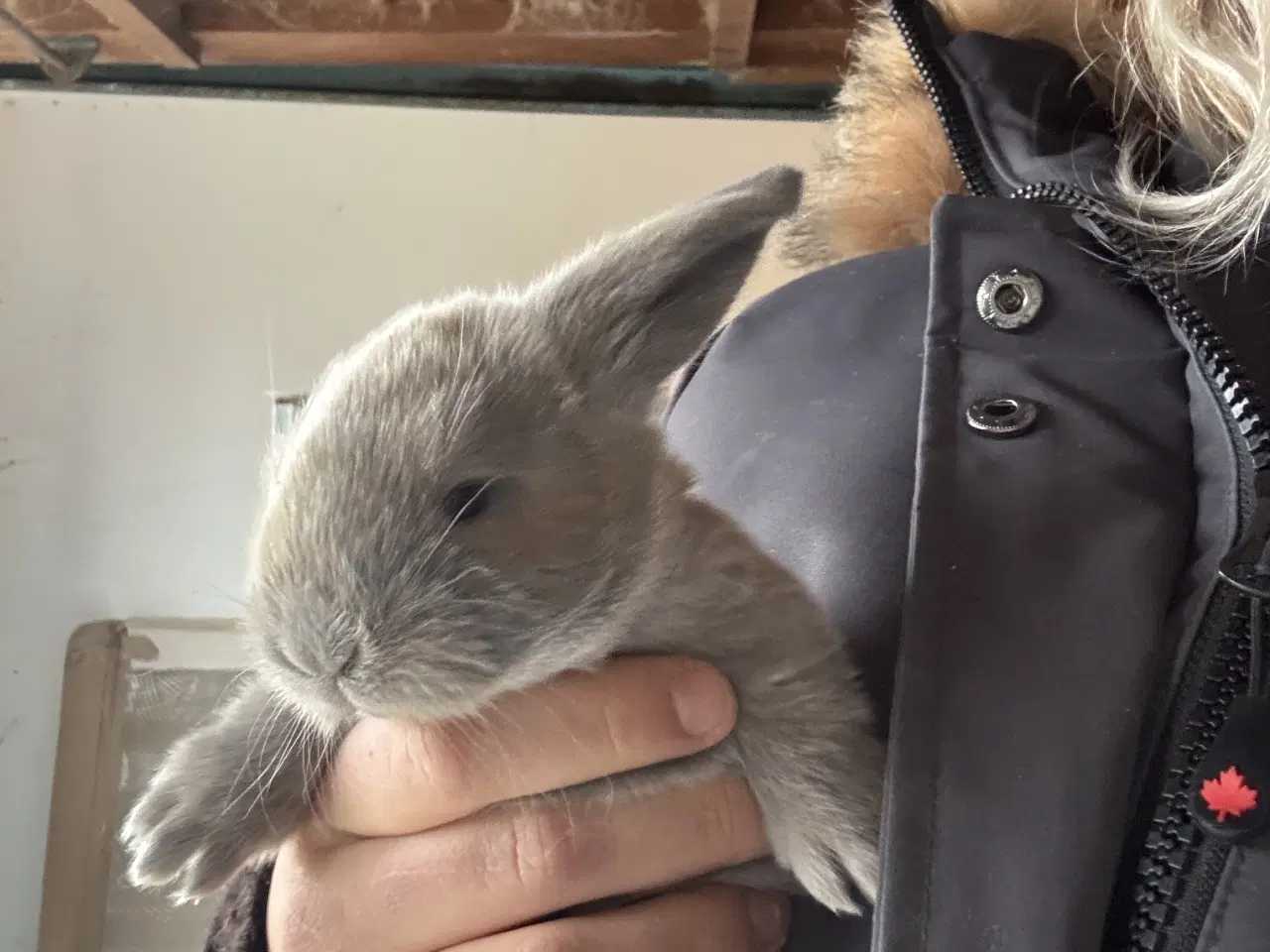 Billede 4 - Fransk vædder kanin unger 