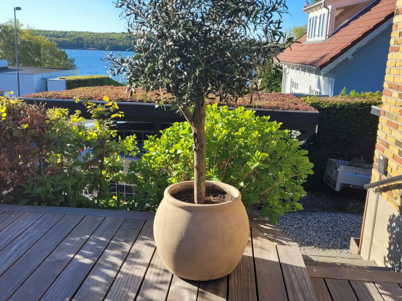 Billede 1 - Oliventræ i stor krukke til terrasse eller altan