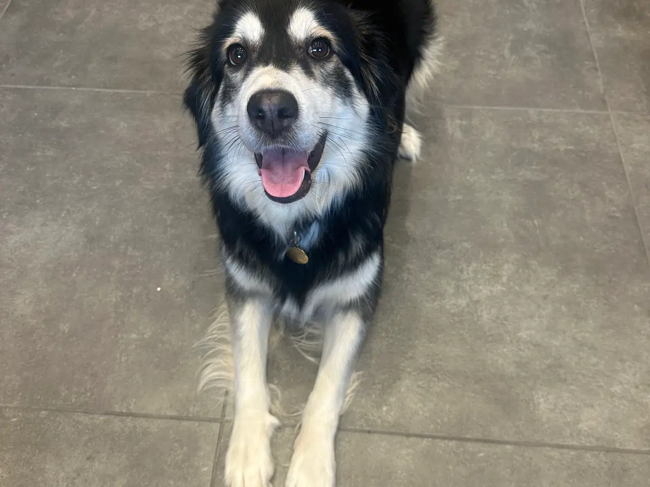 Billede 7 - Smukkeste blandings hvalpe (Golden Retriever)