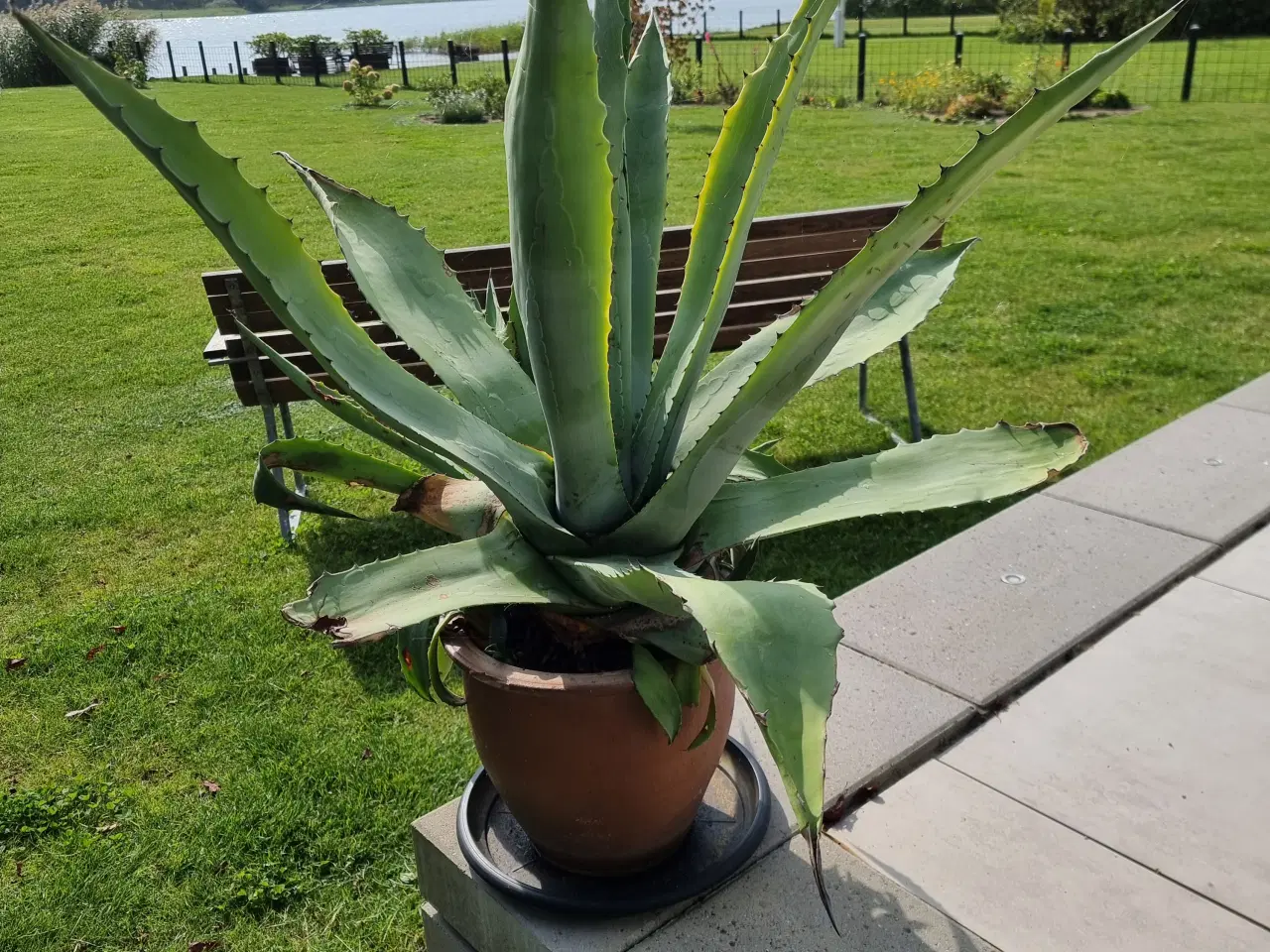 Billede 1 - Agave