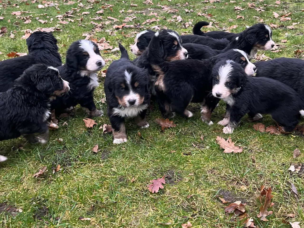 Billede 3 - Berner sennen hvalpe