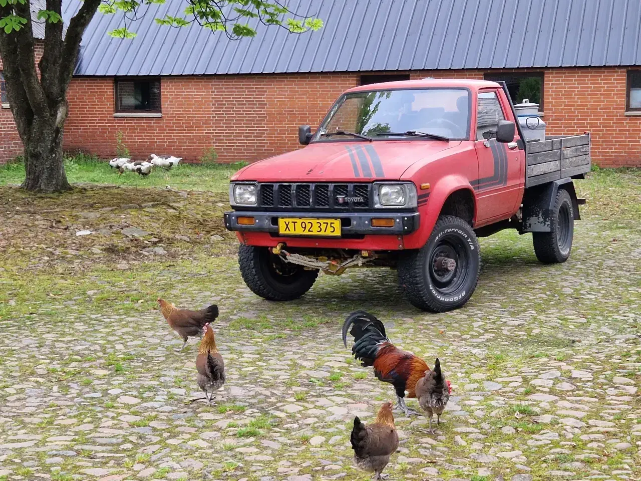 Billede 2 - Rugæg, Dansk Landrace 