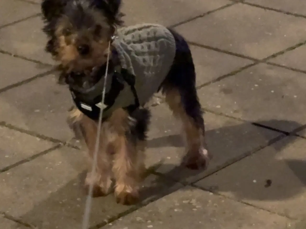 Billede 2 - Yorkshire terrier 