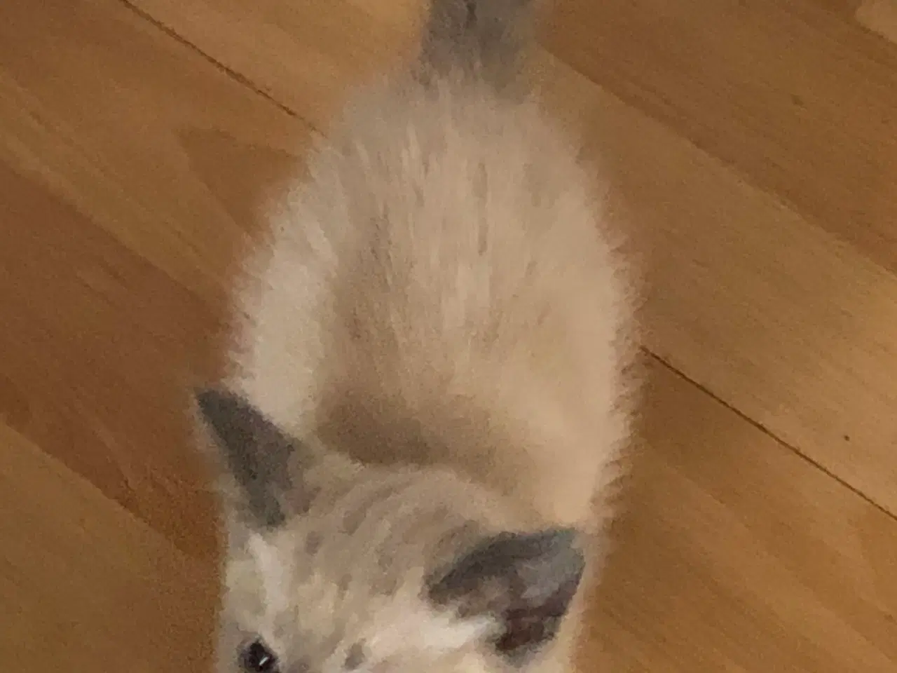 Billede 4 - Halv maincoon killinger