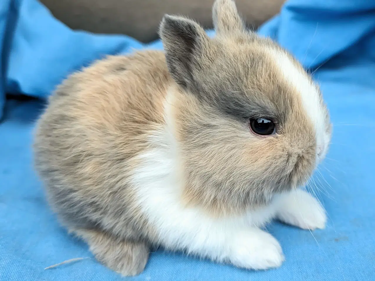 Billede 4 - Hermelin kaninunge sælges