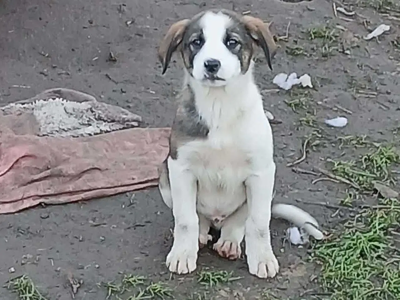 Billede 5 - Dax søger sin første familie