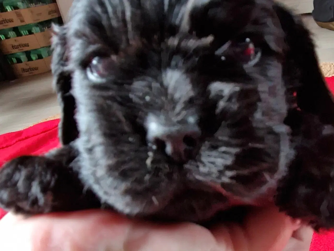 Billede 3 - Amerikansk cocker spaniel valper født 10 juni til 