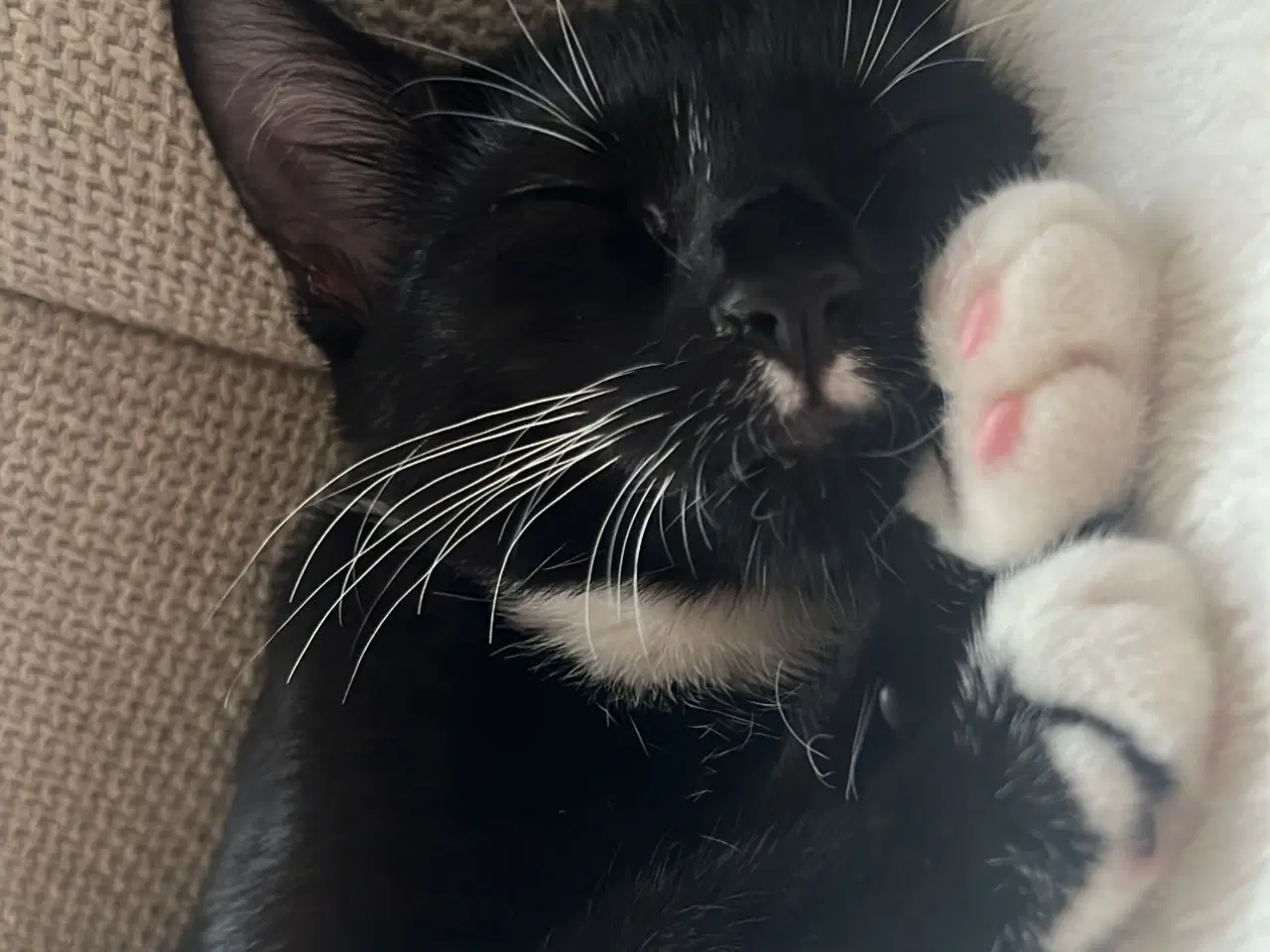 Billede 1 - Huskat som kun er hjemme og aldrig ude