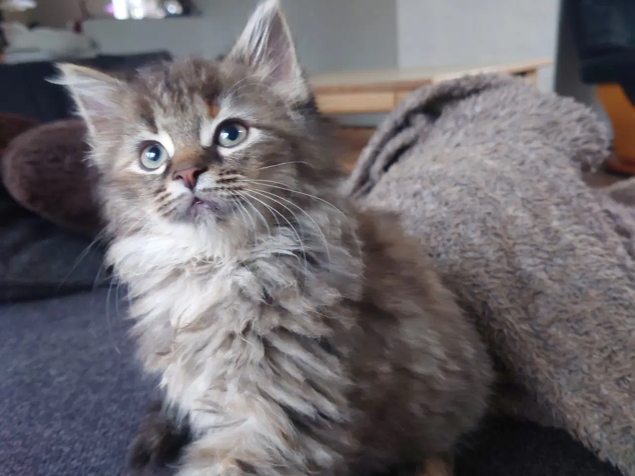 Billede 14 - Maine coon killing Far med tavle