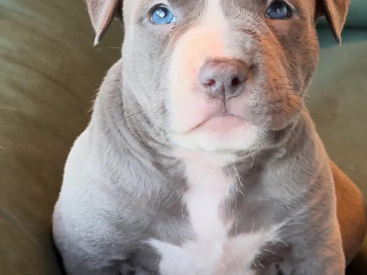 Billede 1 - American Bully 