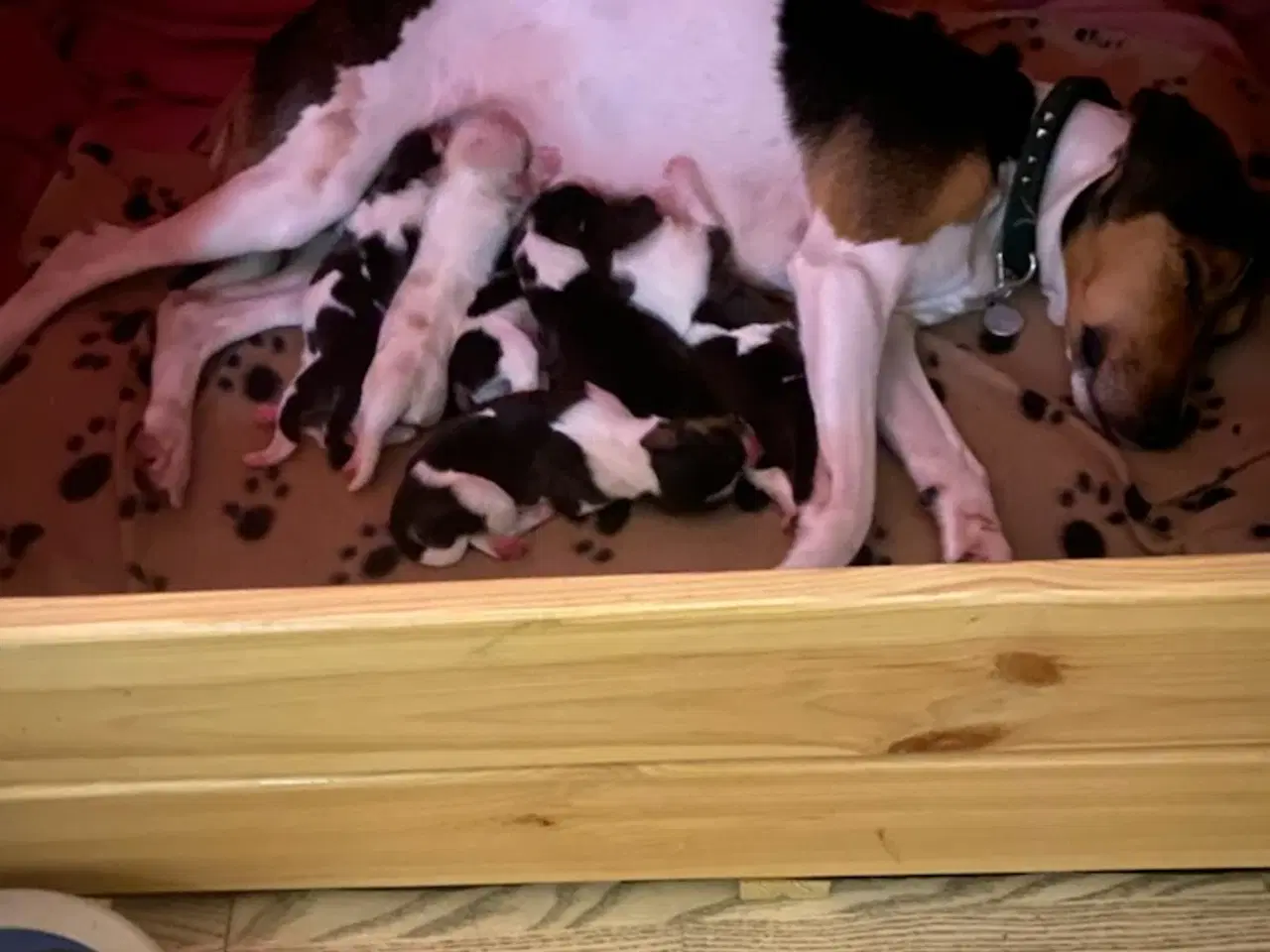 Billede 6 - Attraktive Anton - Tilbydes til avl