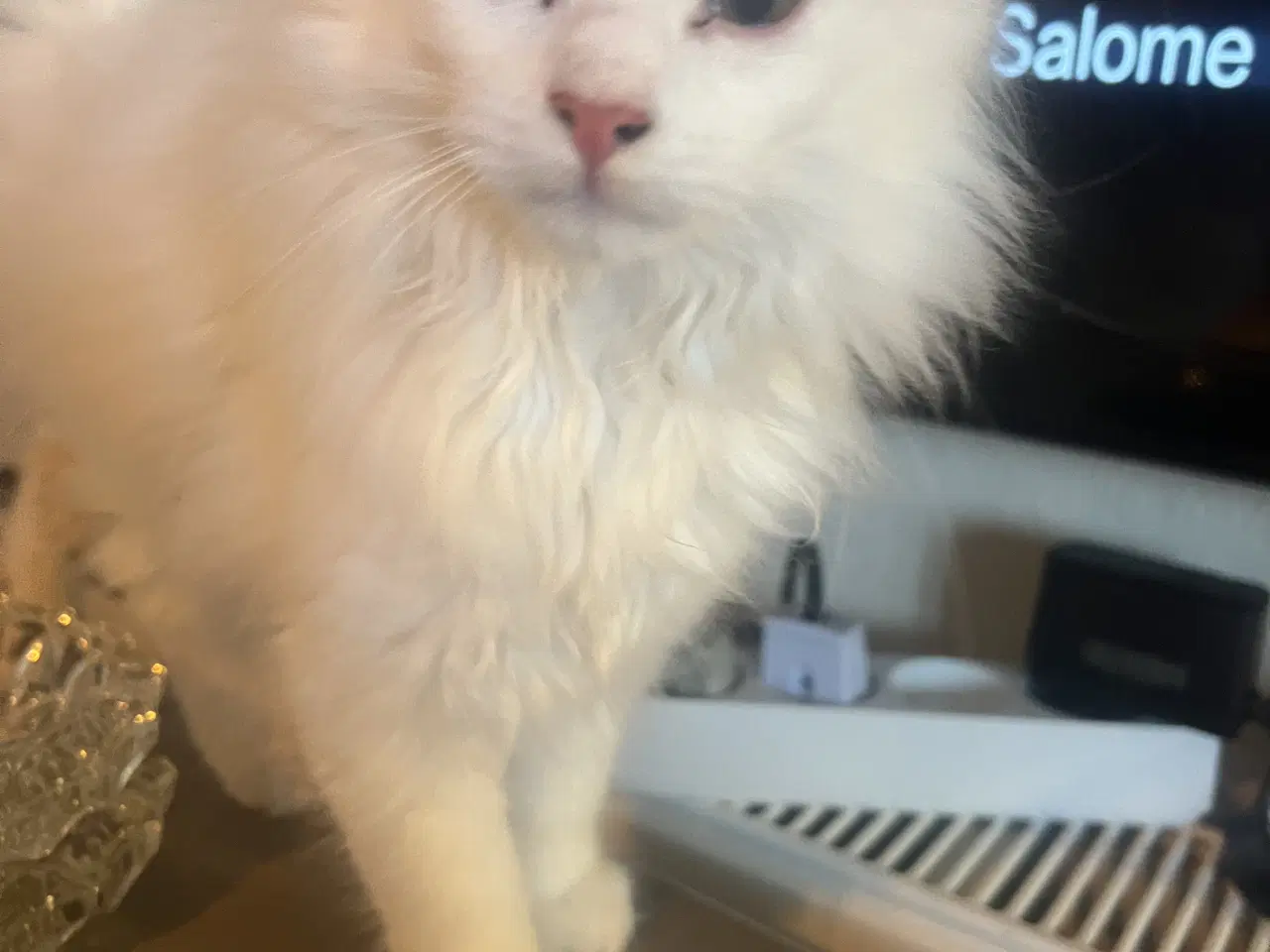 Billede 2 - Angora/norsk skovkat killinger 