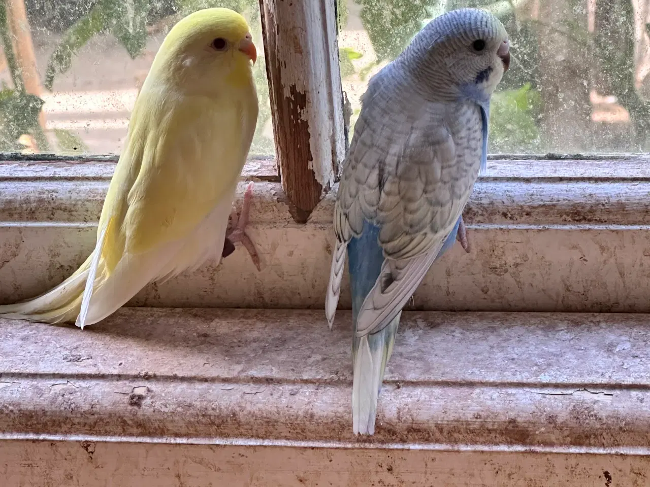 Billede 6 - Undulater fra i år