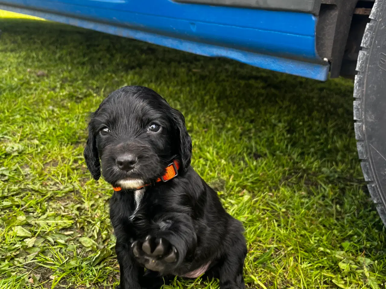 Billede 16 - Cocker / springer spaniel hvalpe