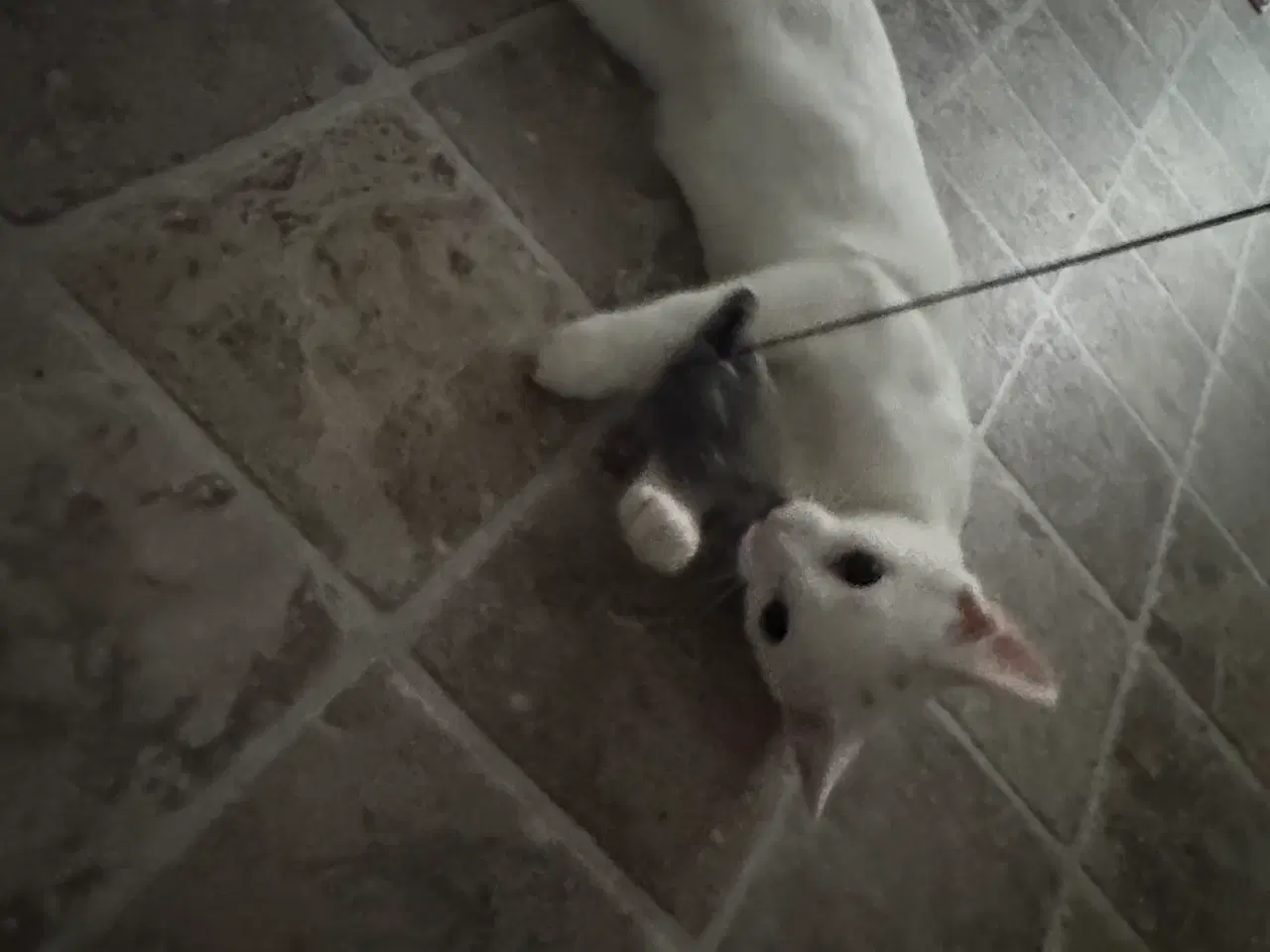 Billede 6 - Søge nyt og trygge hjem