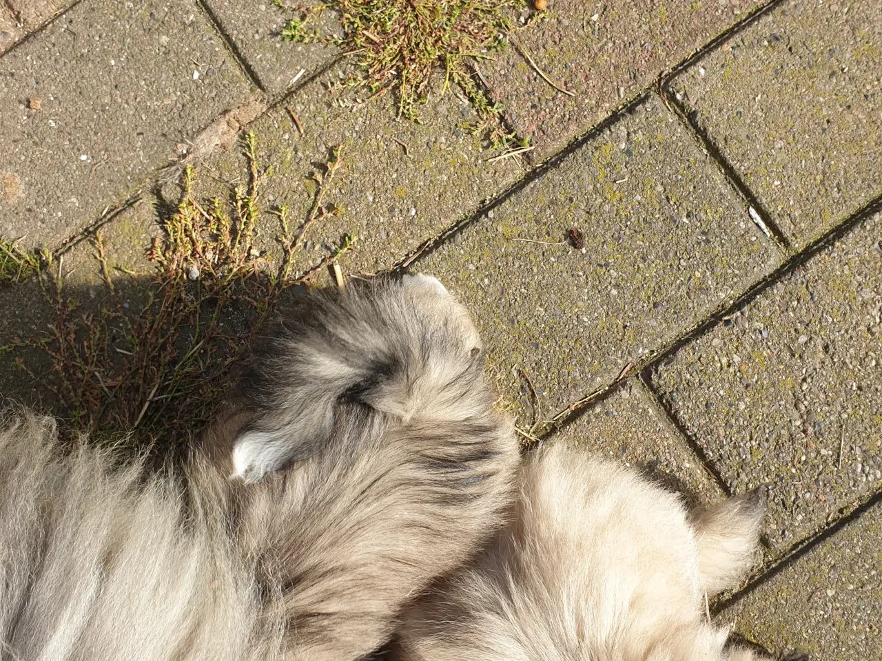 Billede 6 - Pekingeser hvalpe/unghunde.